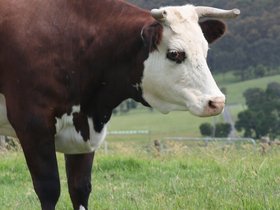 2009-12-01-0224 Snowy (c) Jason Grossman.jpg